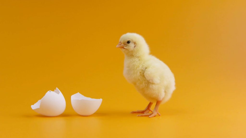 Brand Hatch Brand and Communications Marketing Consultancy Homepage